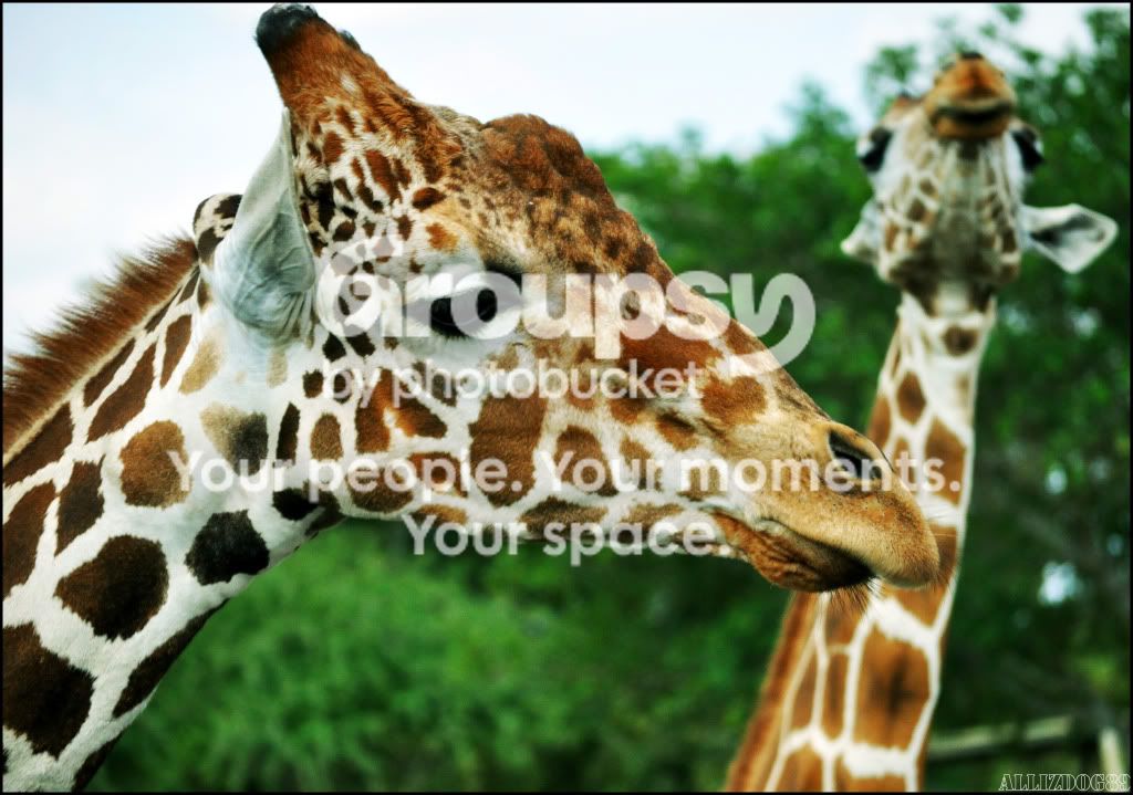 GiraffeFinal-1.jpg