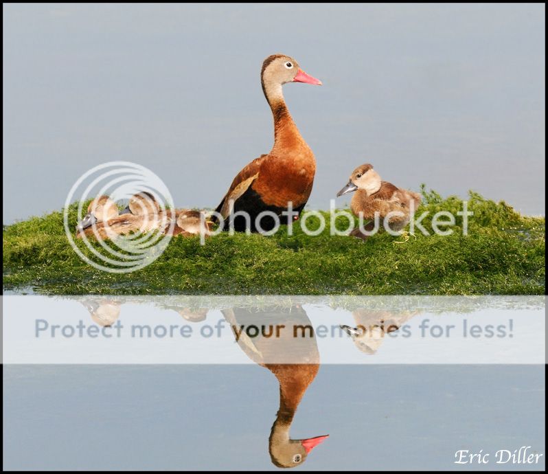 PIC_0148copy.jpg