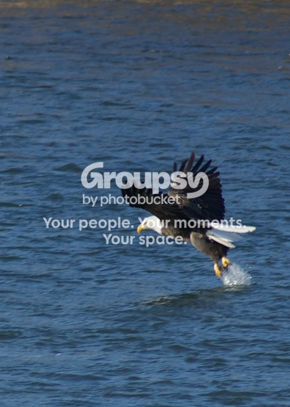 thecatch.jpg