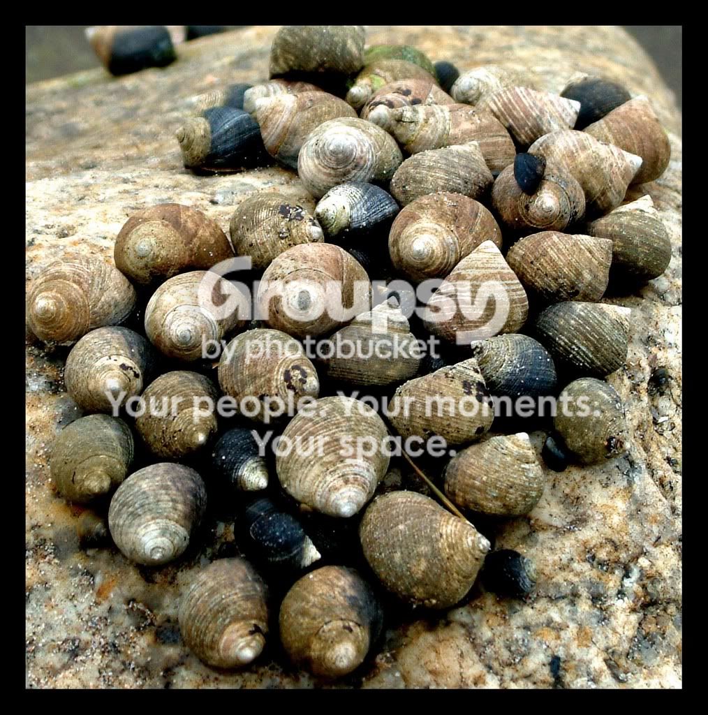 Snailsphotoshoppedcopy.jpg
