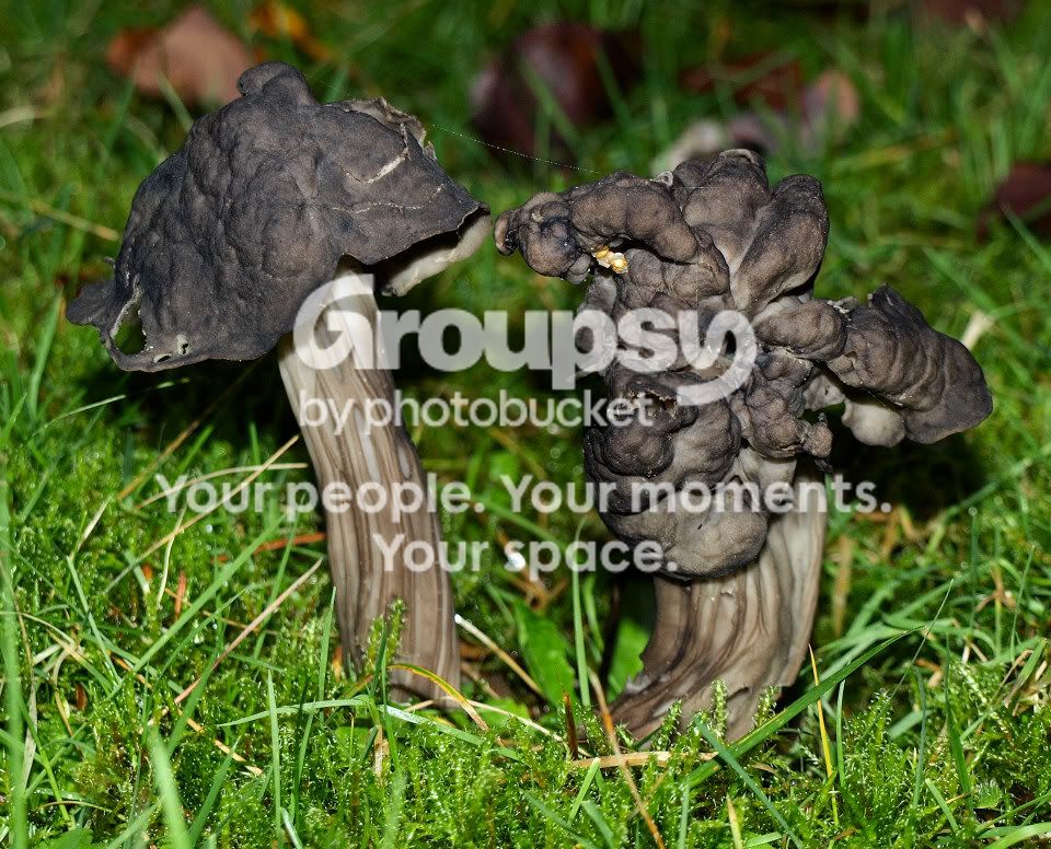 Mushroom3PC132505.jpg