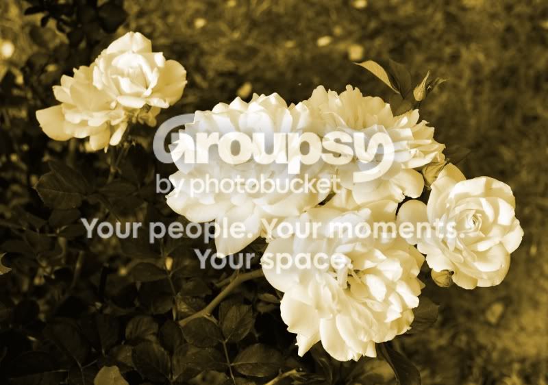 Flowers2_Sepia_sm.jpg