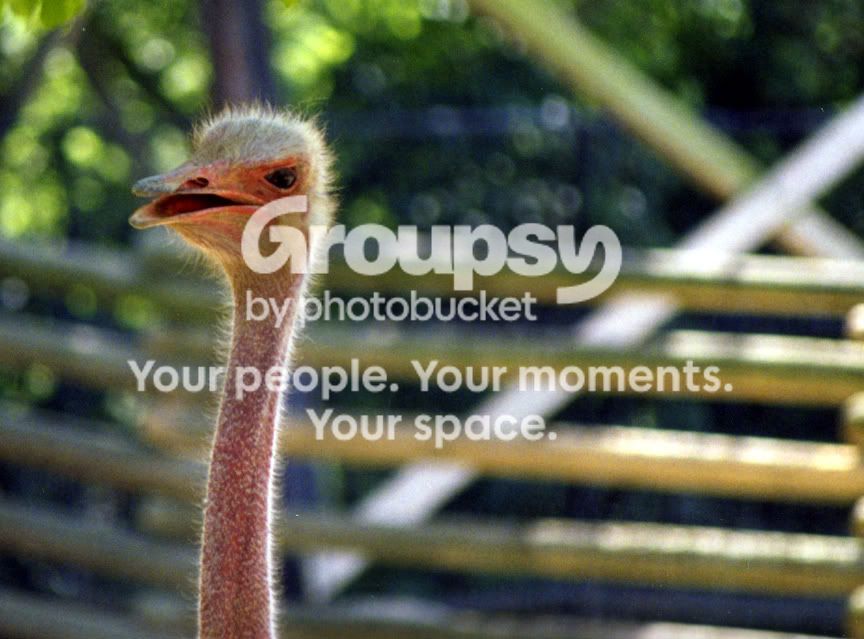 Ostrich001.jpg