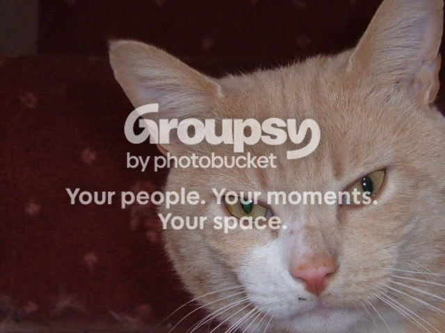 2005_0208Cats0019.jpg