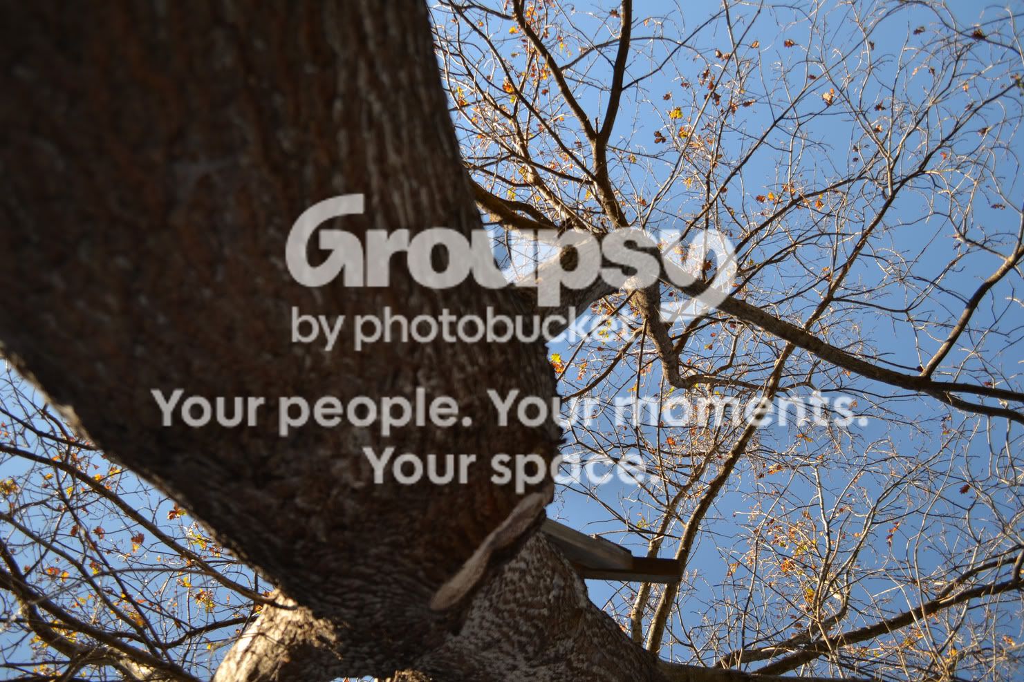 treeupsidedownclosertotrunk.jpg