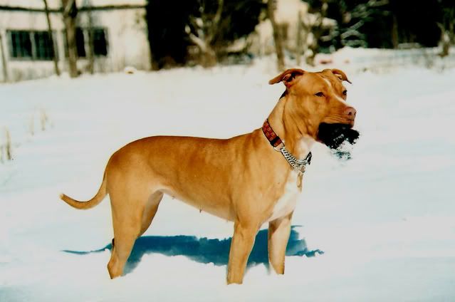 snowwy001.jpg