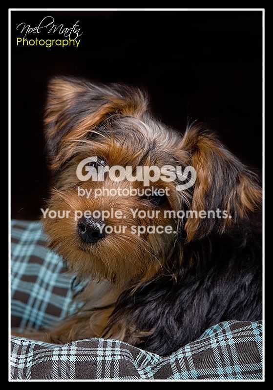 Dogs2of4.jpg