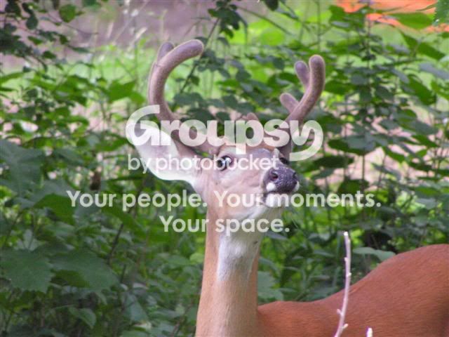 deer1Small.jpg