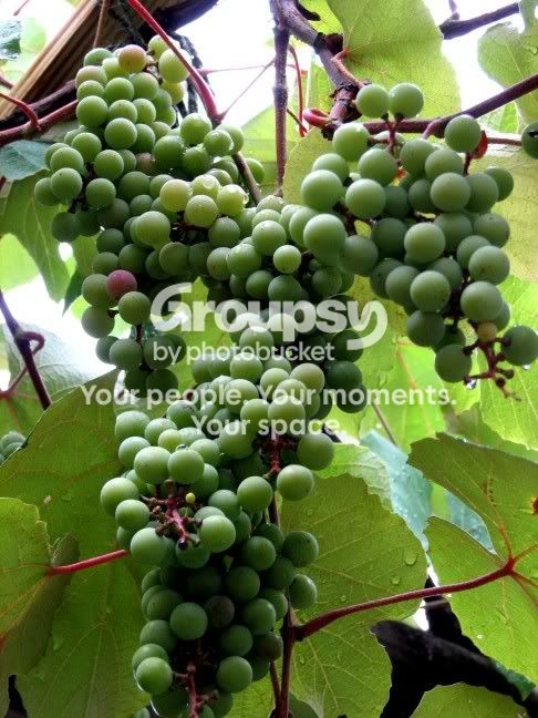 grapes1.jpg