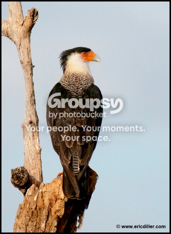 PIC_9163copy.jpg