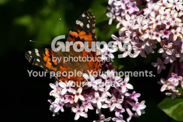 Butterfly1.jpg