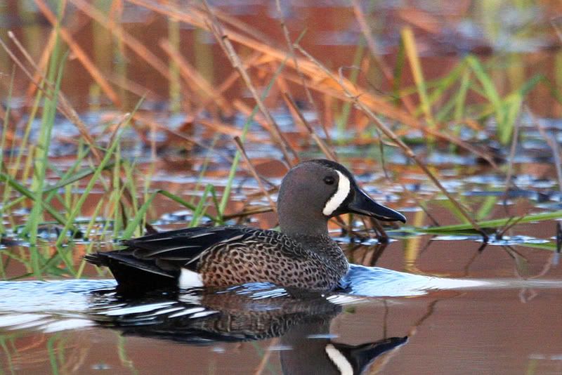 Shorebirdsandfinches134copy.jpg