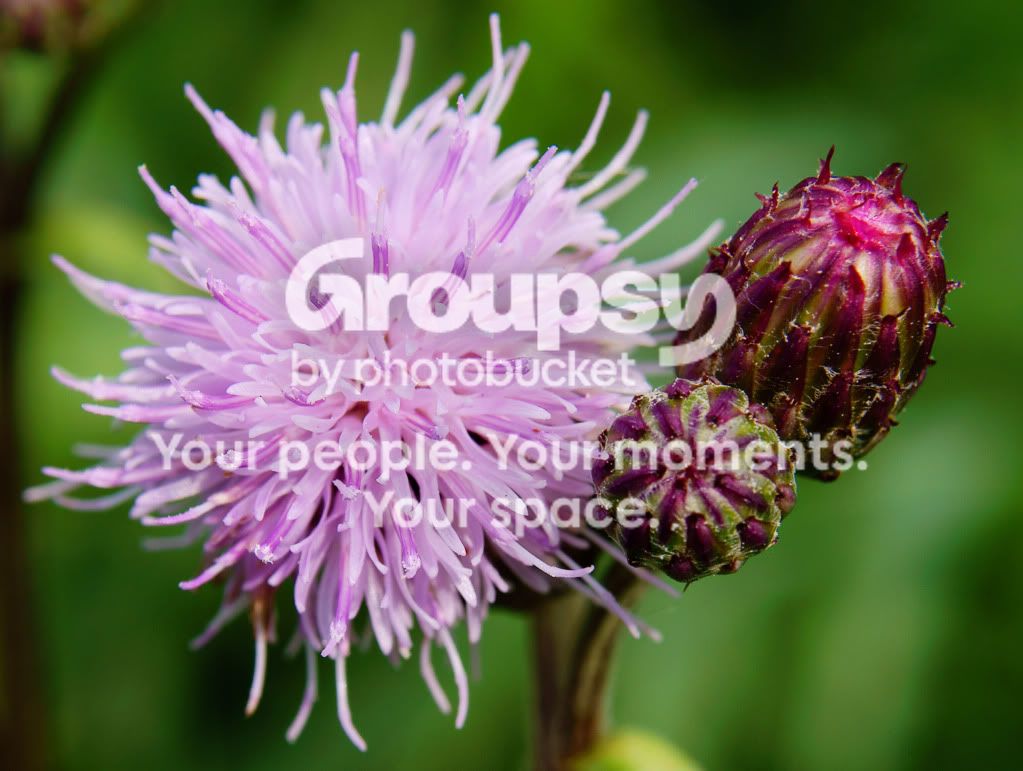 Thistle1.jpg