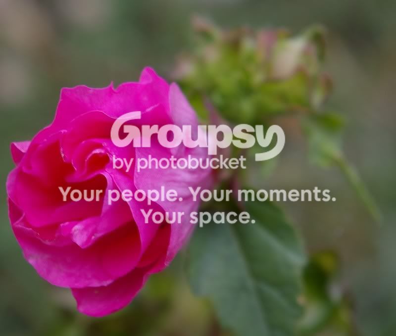 pinkflower.jpg