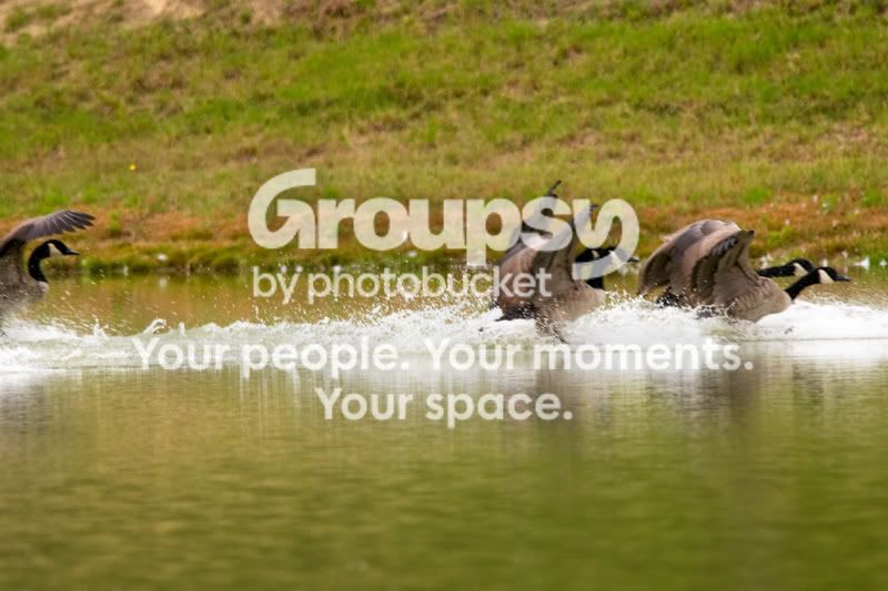 Geese-Landing-11.jpg