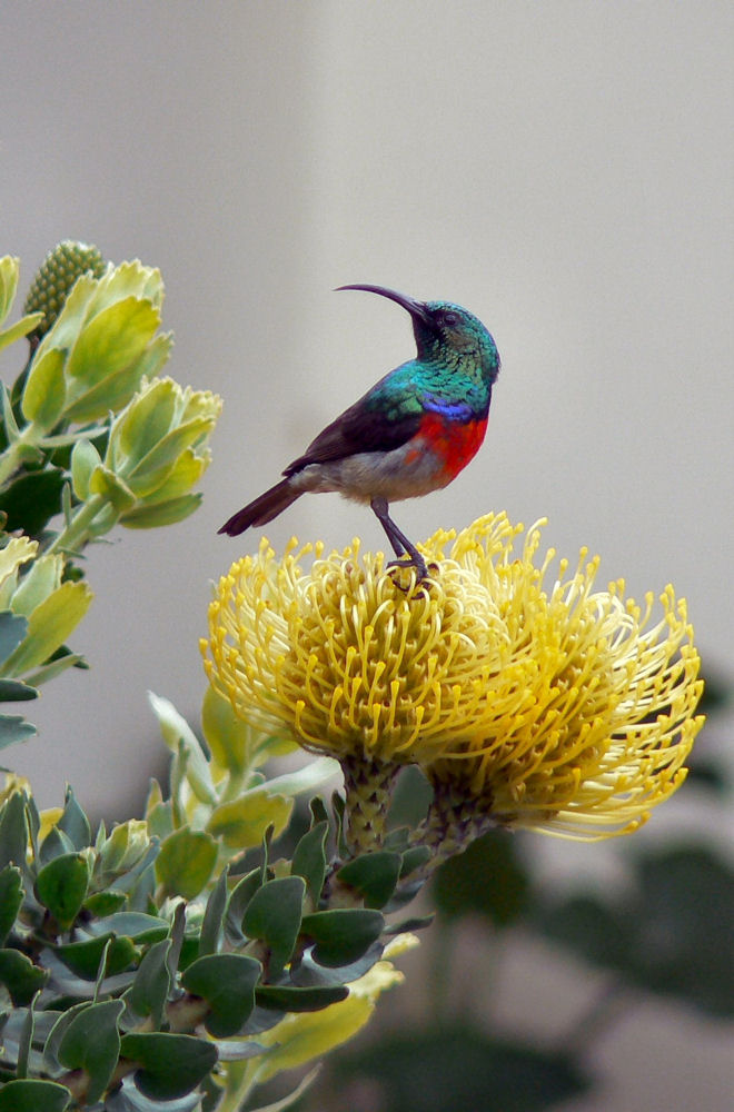 Sunbird-1.jpg