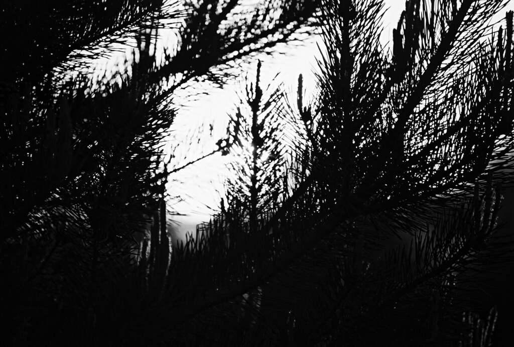 4036157230_166f8130a0_b.jpg