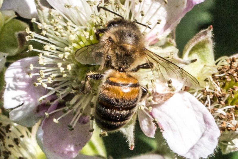 bee-3.jpg