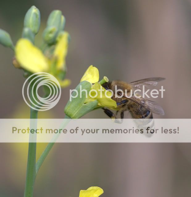 bee8-30-091.jpg