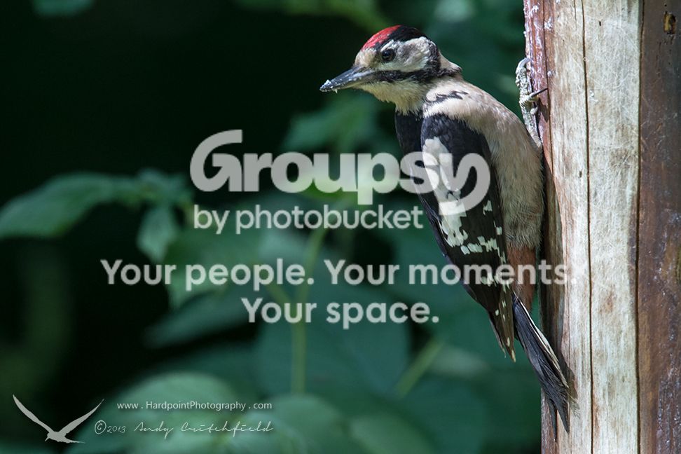 _HPP2380_zps222e89ff.jpg