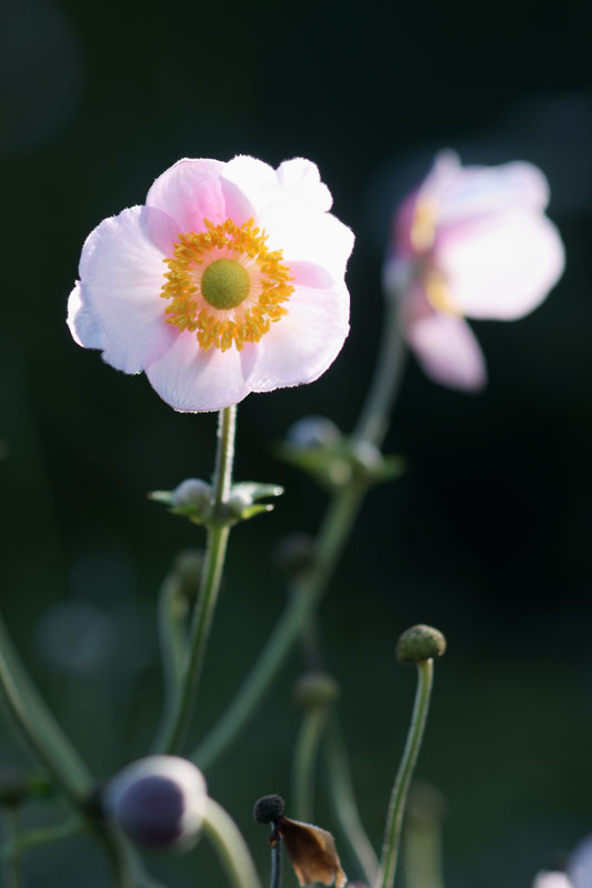 flower_22.jpg