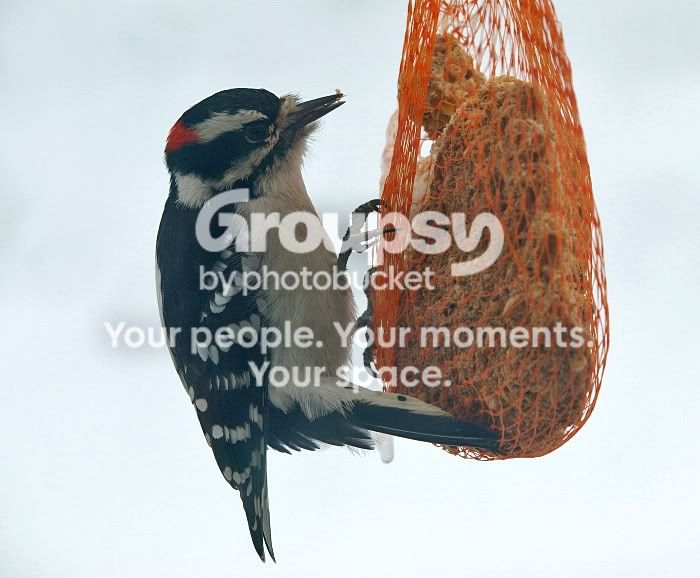 WoodpeckerTwo.jpg