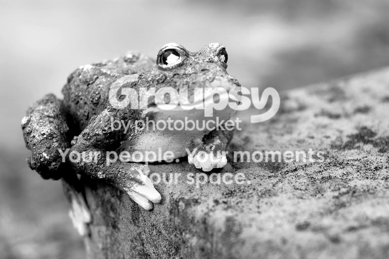 frog-1.jpg