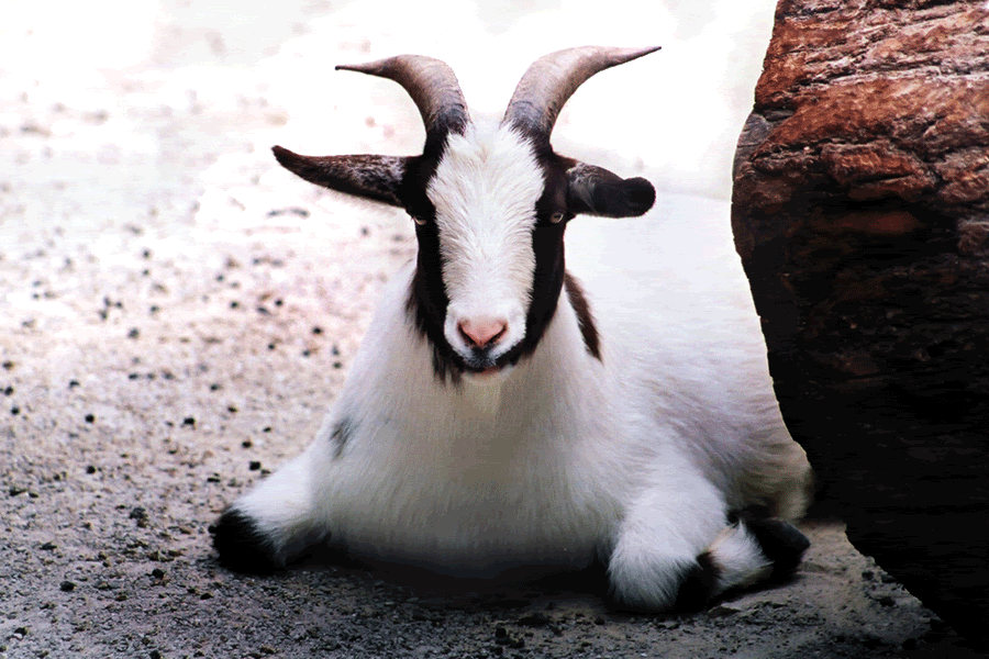 6.gif