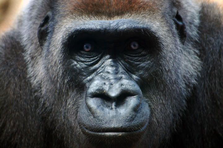 gorillaedit-1.jpg