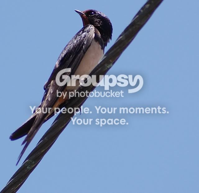 birdy2.jpg
