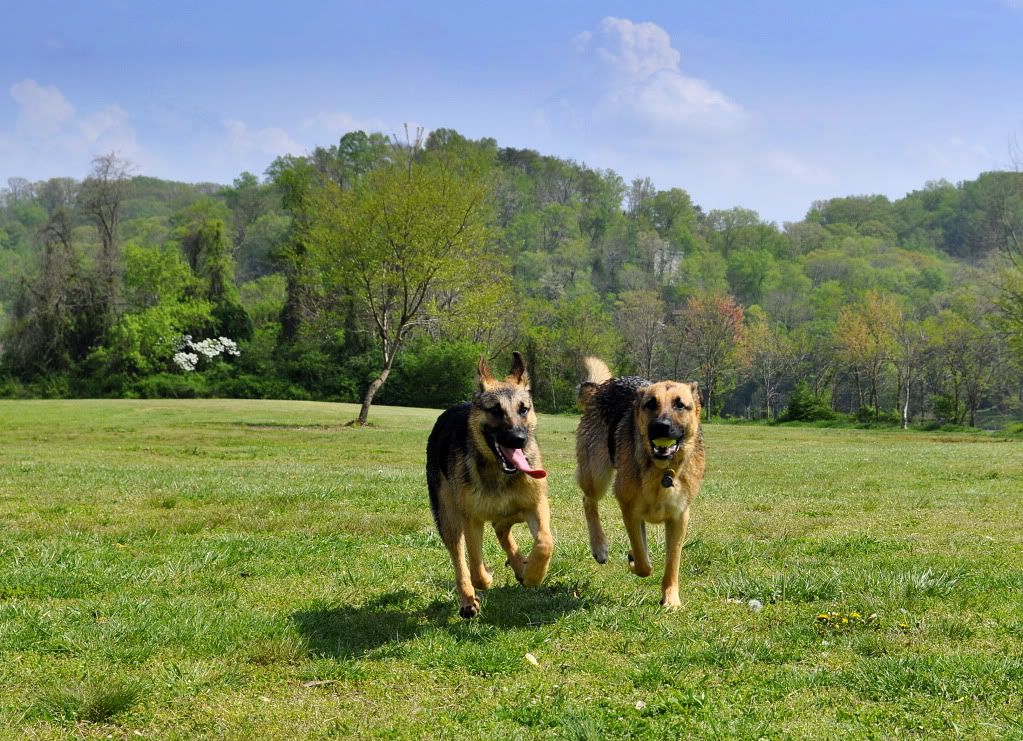 dogs2.jpg