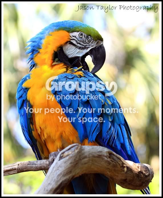 macawzoo.jpg