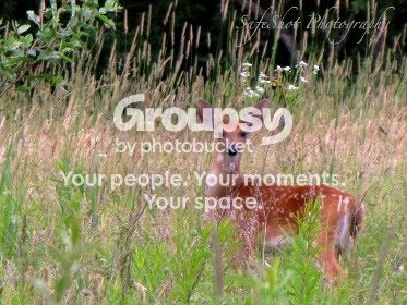babyfawn.jpg