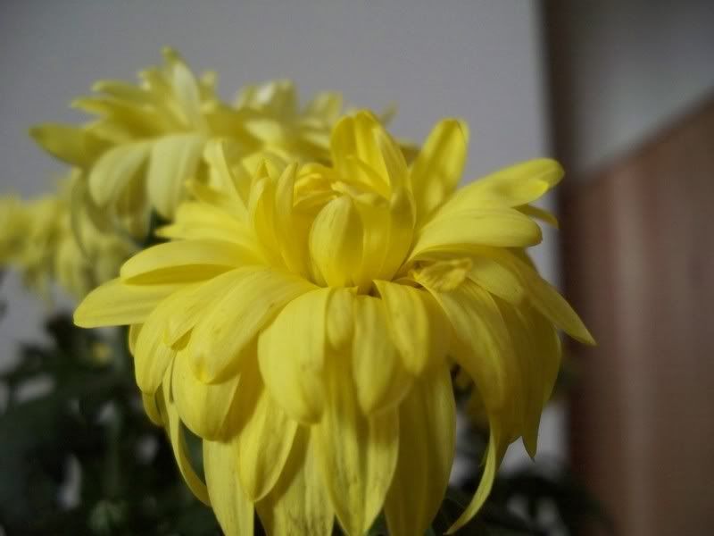 Yellowindoorflower.jpg