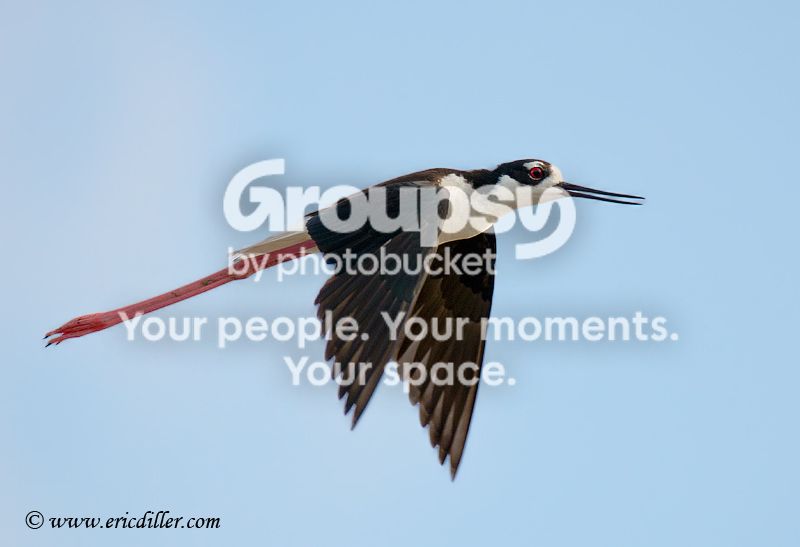 _ECD1039-copy800.jpg