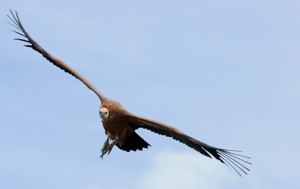 vulture_03.jpg