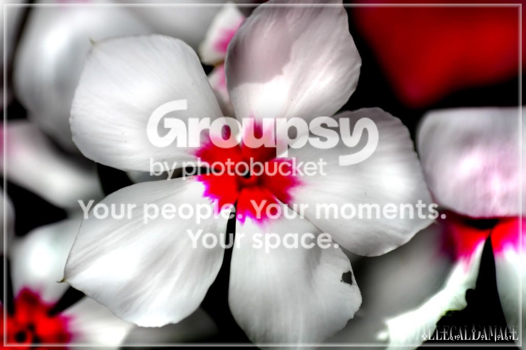 BeautifulFlower.jpg