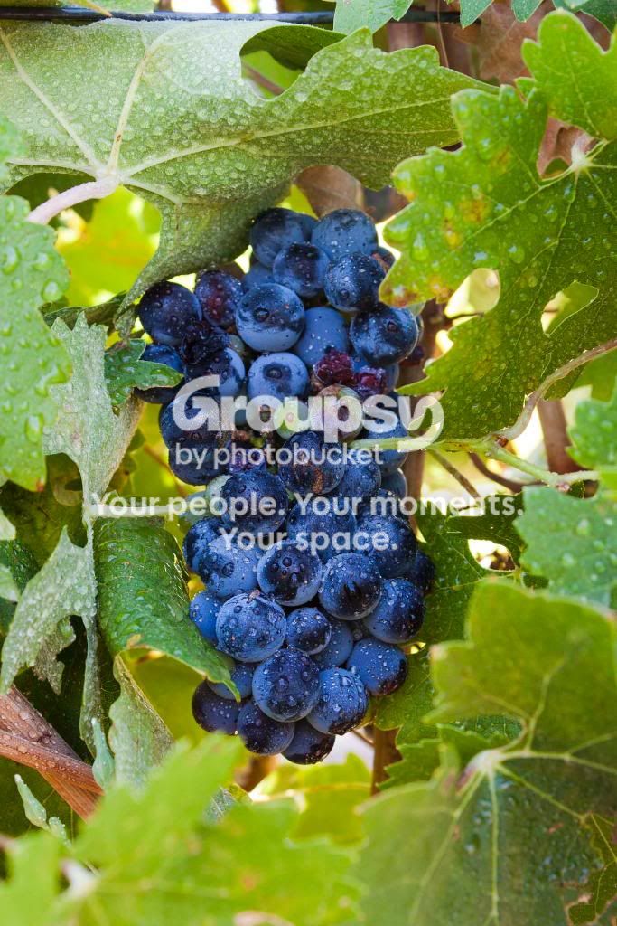 GrapeswithDew-1.jpg