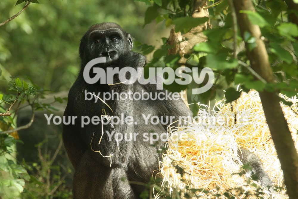 Gorillacopysmall.jpg