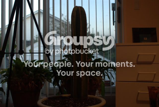 cactus2.jpg