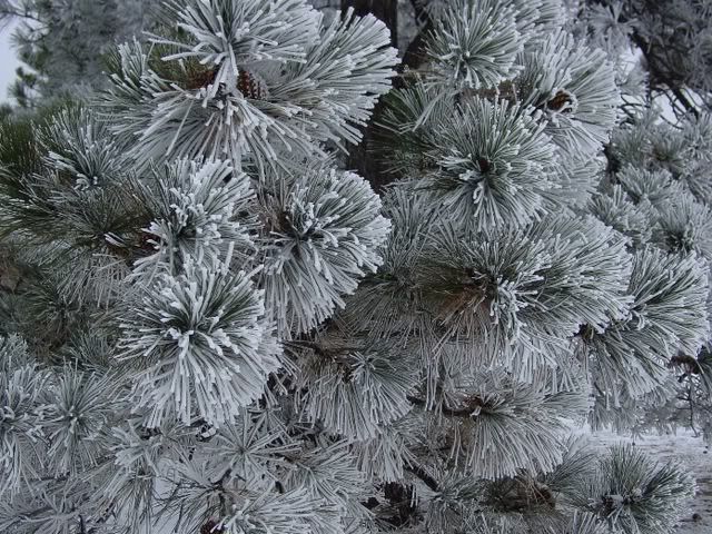 snow2.jpg