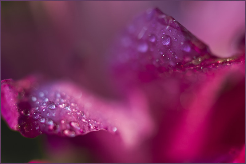 6960400732_33a8d81dd9_c.jpg