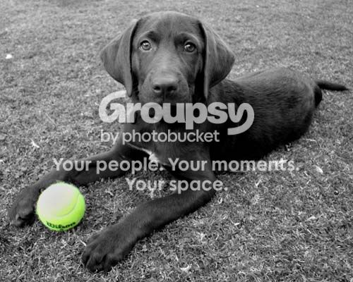 tennisball8x10share.jpg