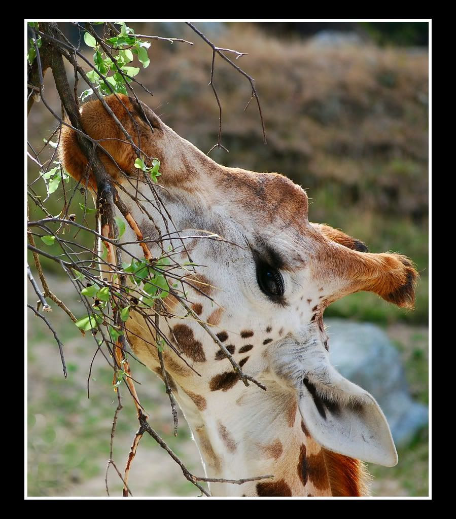 Giraffe-copy.jpg