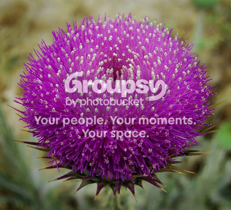 cactus2.jpg