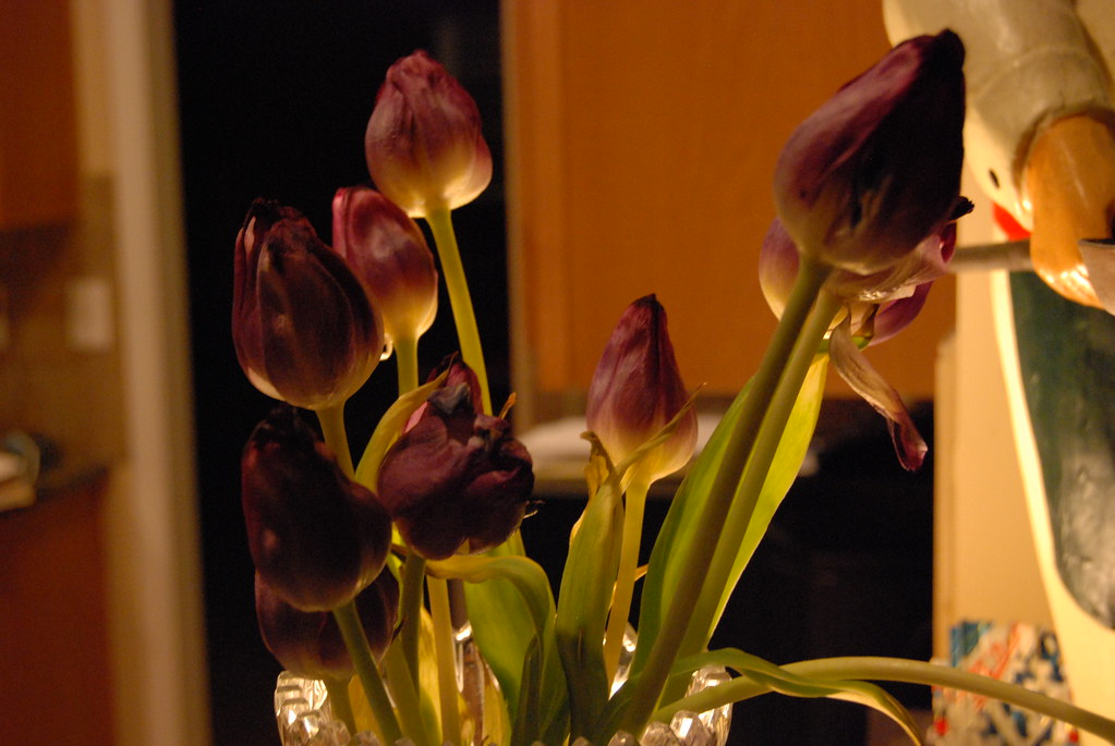 3386869616_0118dafe29_b.jpg