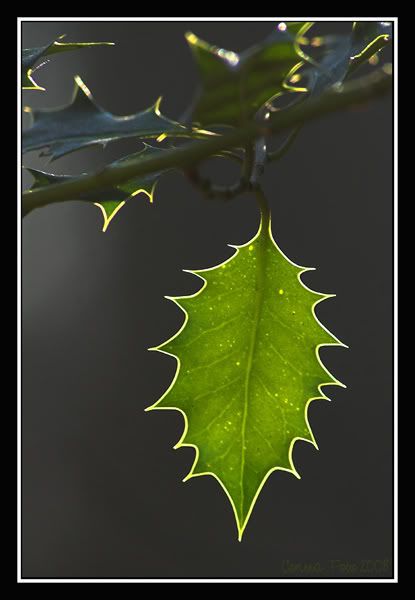 Ilex.jpg