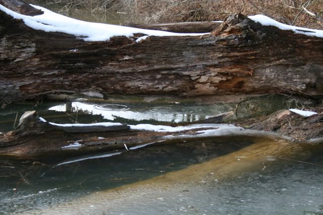 Winter2010067.jpg