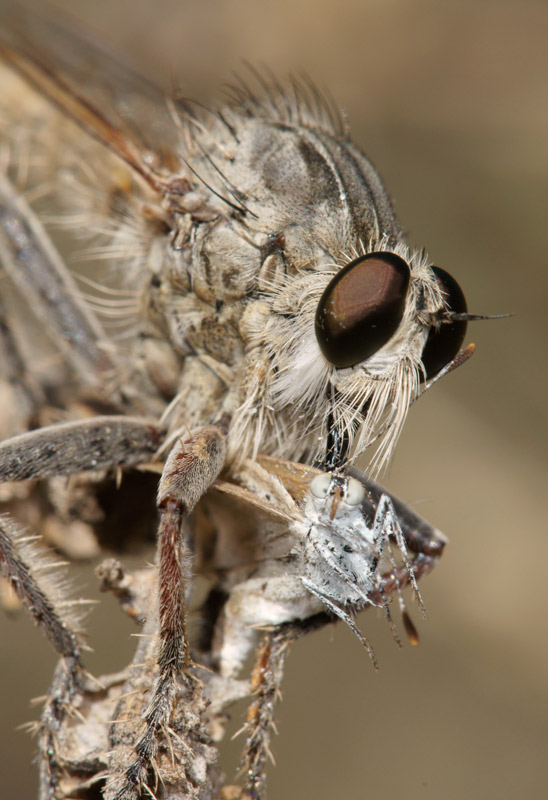 robberfly_13.jpg
