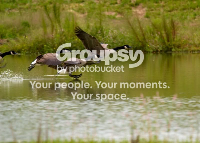 Geese-Landing-03.jpg